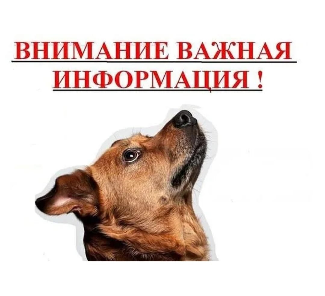 В городе Кропоткине 17 июля будет организован отлов безнадзорных животных